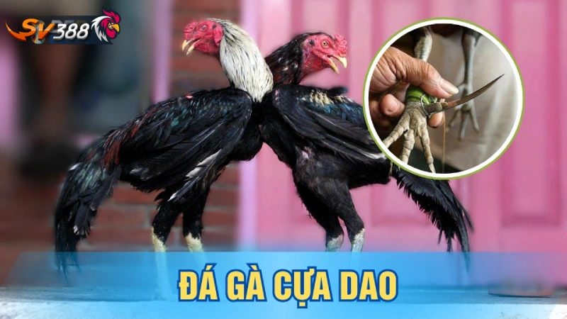 Trực Tiếp Đá Gà Cựa Dao - Thế Giới Đầy Kịch Tính và Hấp Dẫn