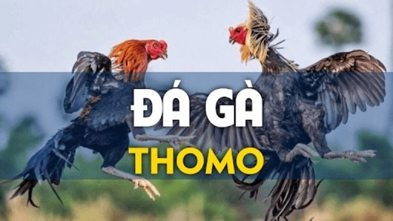 Trực tiếp Đá gà Thomo - Nghệ thuật và Truyền thống 2024